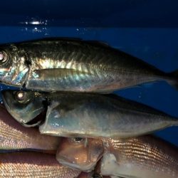 焼津沖　アマダイ狙い